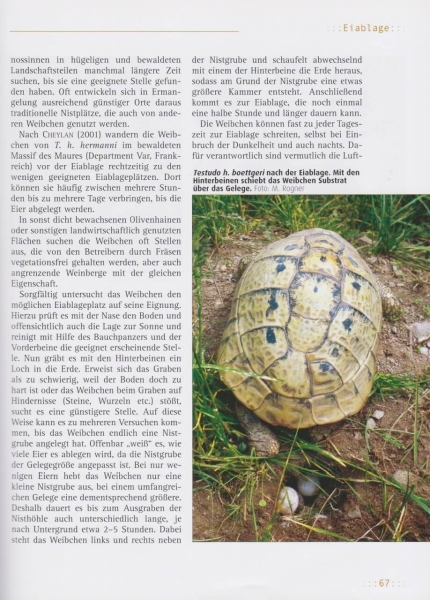 Griechische Landschildkröten Testudo hermanni