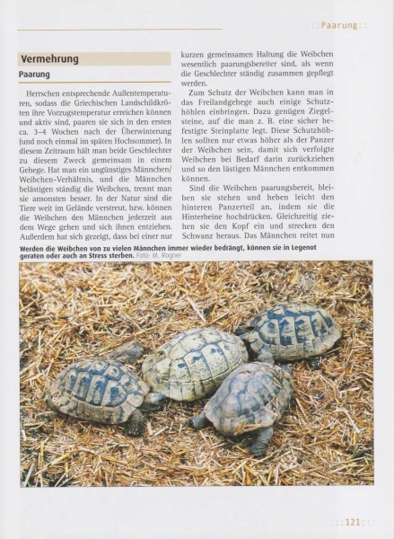 Griechische Landschildkröten Testudo hermanni
