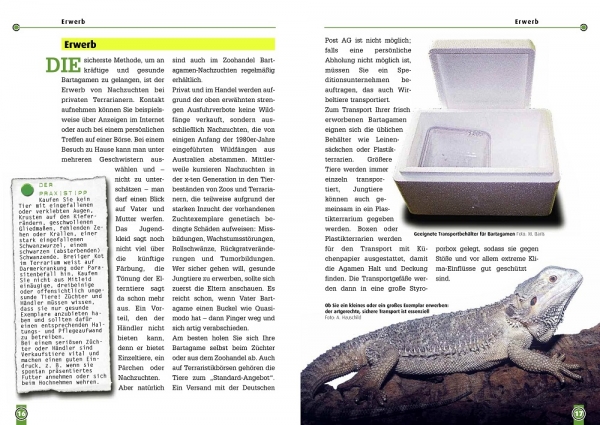 Die Bartagame, Pogona Vitticeps, Art für Art, NTV