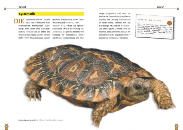Die Spaltenschildkröte Malacocherus Tornieri, Art für Art,  NTV