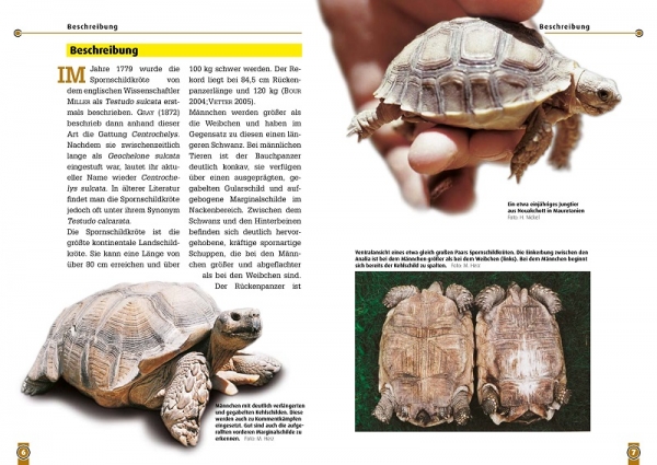 Die Spornschildkröte Geochelone sulcata, Art für Art,  NTV