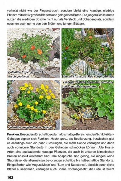 Landschildkröten - Freilandanlagen, Ricarda Schramm