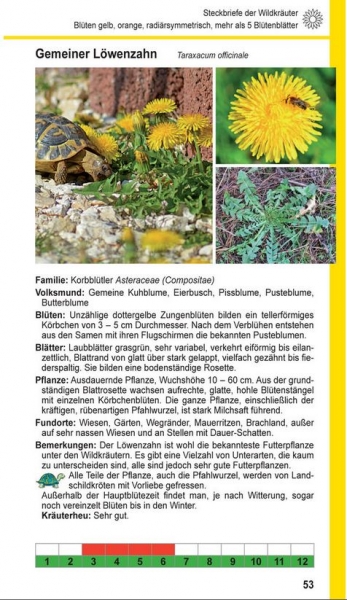 Landschildkröten-Futterpflanzen Ricarda Schramm 3. Auflage
