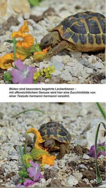 Landschildkröten-Futterpflanzen Ricarda Schramm 3. Auflage