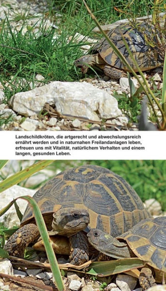 Landschildkröten-Futterpflanzen Ricarda Schramm 3. Auflage