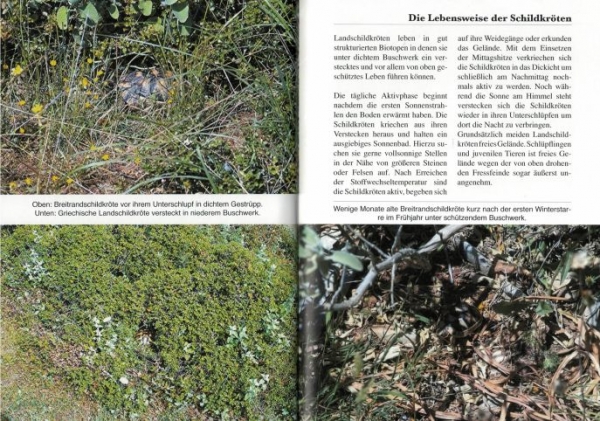 Sardinien, die Insel der europäischen Schildkröten - Wegehaupt