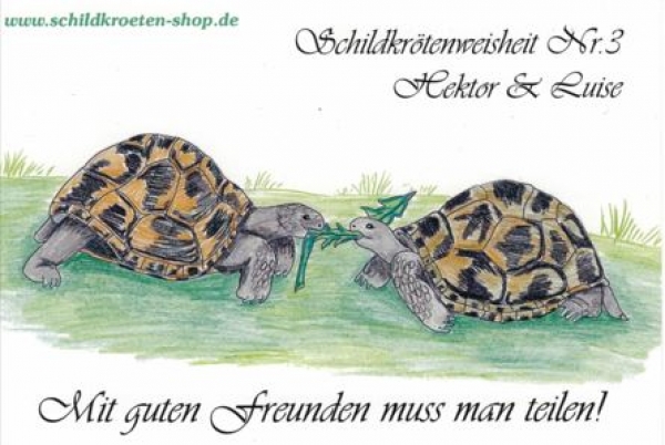 Sammelpostkarte Schildkrötenweisheit Nr. 3