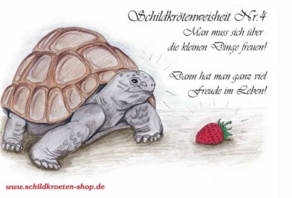 Sammelpostkarte Schildkrötenweisheit Nr. 4