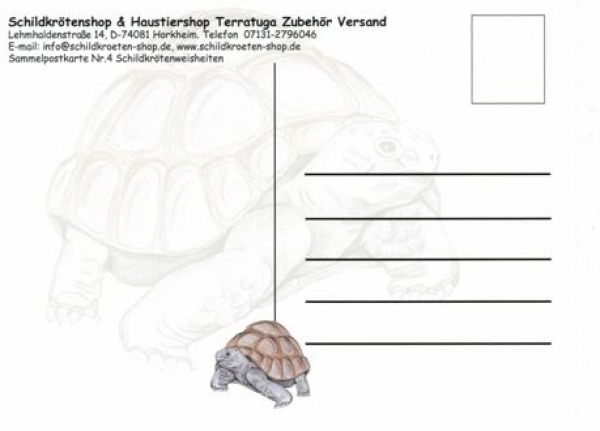 Sammelpostkarte Schildkrötenweisheit Nr. 4