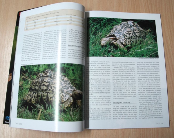 Draco 8 - Tropische Landschildkröten