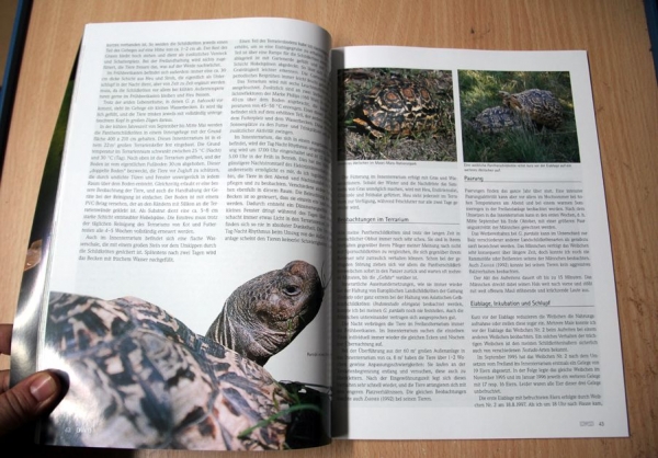 Draco 8 - Tropische Landschildkröten