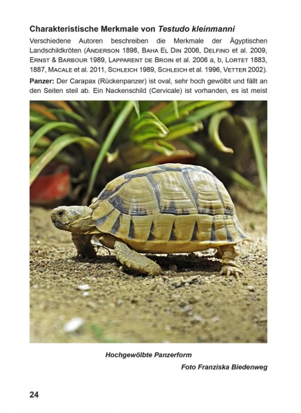 Die Ägyptische Landschildkröte Testudo kleinmanni