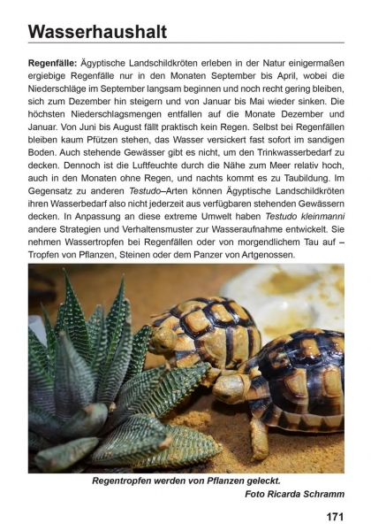 Die Ägyptische Landschildkröte Testudo kleinmanni