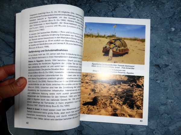 Die Ägyptische Landschildkröte Testudo kleinmanni