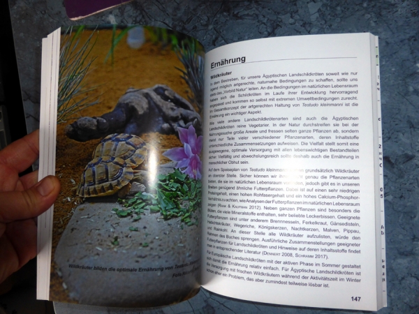Die Ägyptische Landschildkröte Testudo kleinmanni