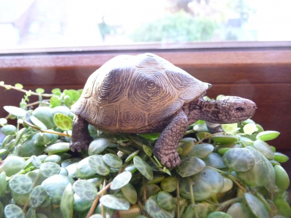 Riesenschildkröte (Schleich)