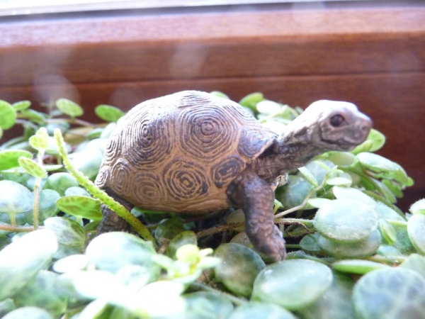 Riesenschildkrötenjungtier (Schleich)