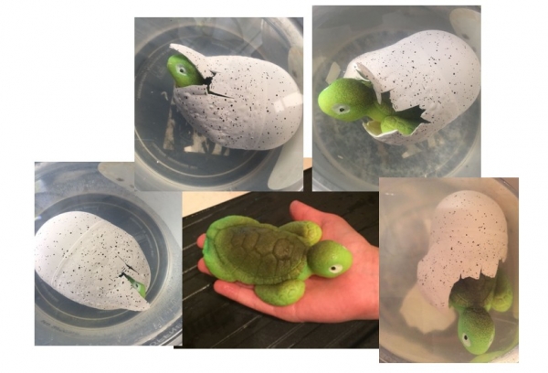 TURTLE EGG - Growing Turtle