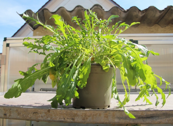 Bio Topf Kräuter: Rucola im 12er Topf