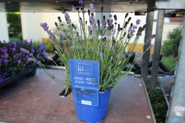 Edellavendel Arten & Schopflavendel (Lavandula stoechas)