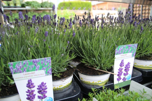 Edellavendel Arten & Schopflavendel (Lavandula stoechas)