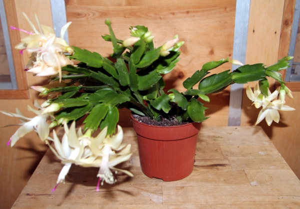 Weihnachts & Osterkaktus verschiedene Farben Futterpflanze 9cm Topf