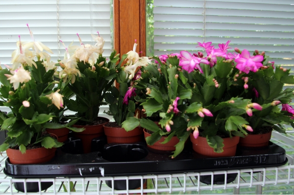 Weihnachts & Osterkaktus verschiedene Farben Futterpflanze 9cm Topf