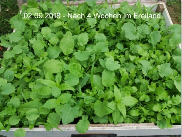 Robust Mischung / Herbstwiese XL 50g - Saatgutmischung