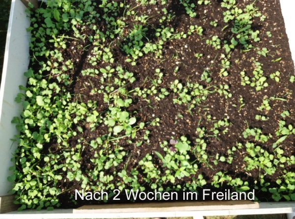 Robust Mischung / Herbstwiese XL 50g - Saatgutmischung