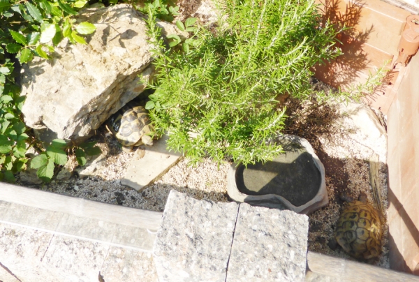 Terrano Kalzium Bodengrund 5 kg (natur)