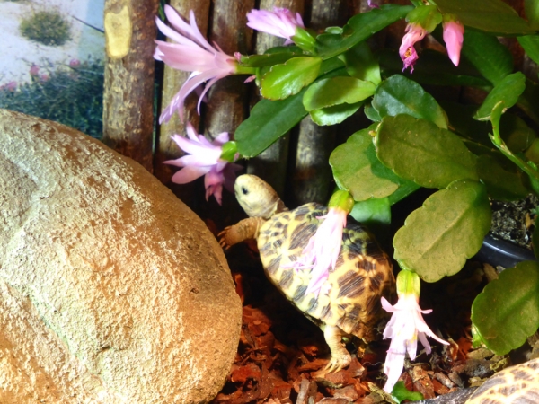 Weihnachts & Osterkaktus verschiedene Farben Futterpflanze 9cm Topf