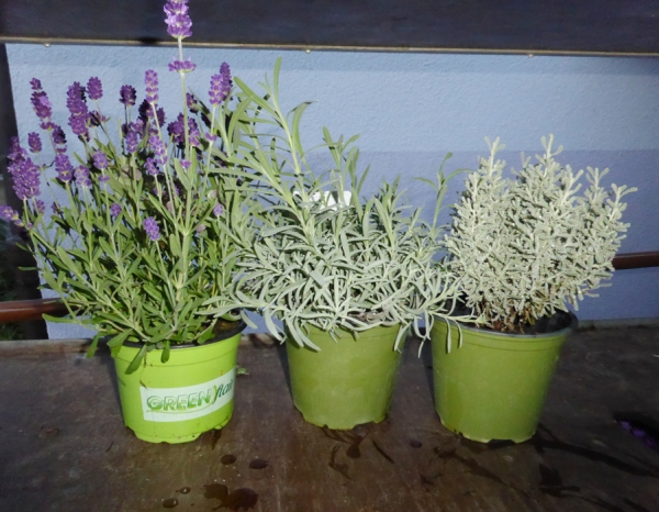 Lavendel Pflanze im Topf für das Freiland