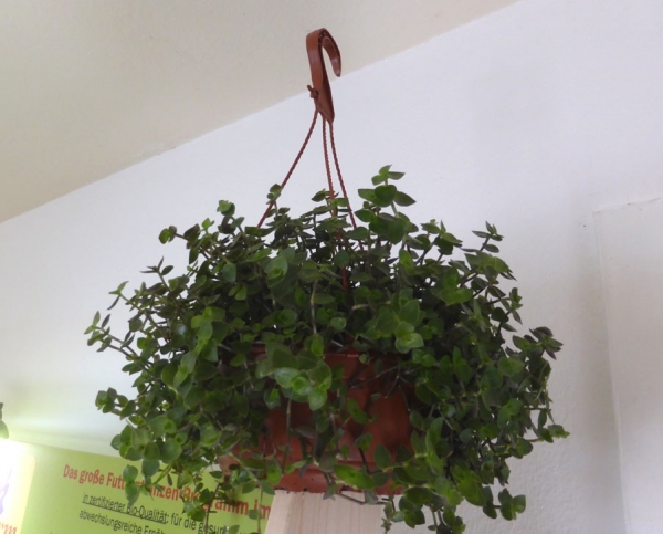 PetSnack - Callisia Ampelpflanze