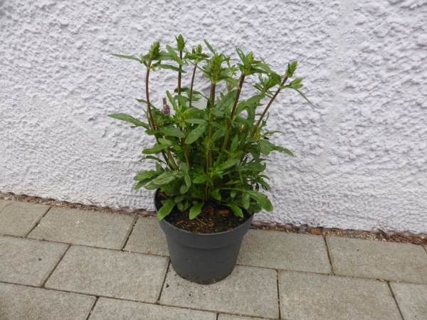 Große Braunelle (Prunella grandiflora) Futterpflanze