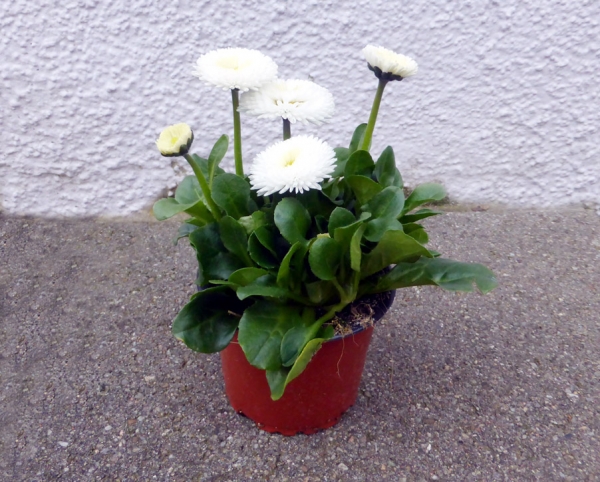 Große Gänseblümchen "Bellis" Tausendschön Versteck & Futterpflanze