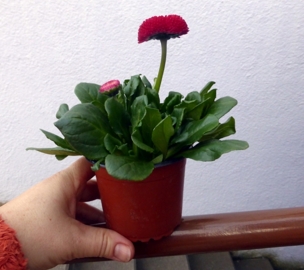 Große Gänseblümchen "Bellis" Tausendschön Versteck & Futterpflanze