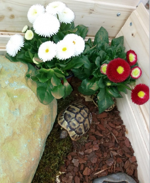 Große Gänseblümchen "Bellis" Tausendschön Versteck & Futterpflanze