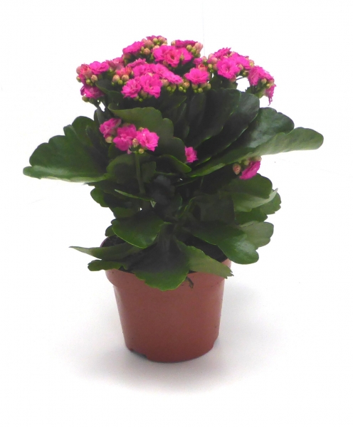 "Flammendes Käthchen" - Kalanchoe im 12er Topf