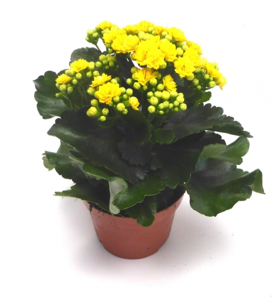 "Flammendes Käthchen" - Kalanchoe im 12er Topf