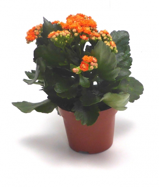 "Flammendes Käthchen" - Kalanchoe im 12er Topf