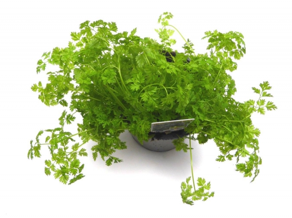 BioTopf Kräuter: Kerbel im 12er Topf