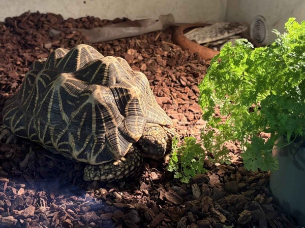 BioTopf Kräuter: Kerbel im 12er Topf