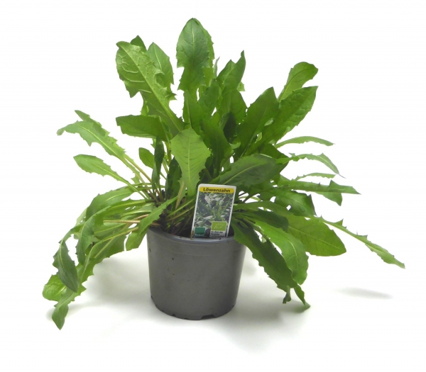 BioTopf Kräuter: Löwenzahn im 12cm Topf