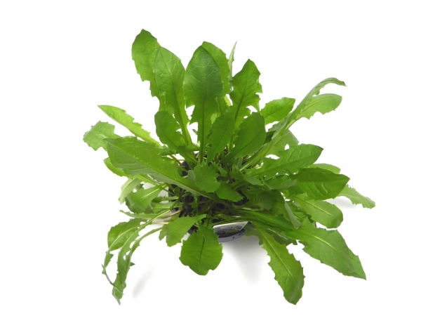 BioTopf Kräuter: Löwenzahn im 12cm Topf