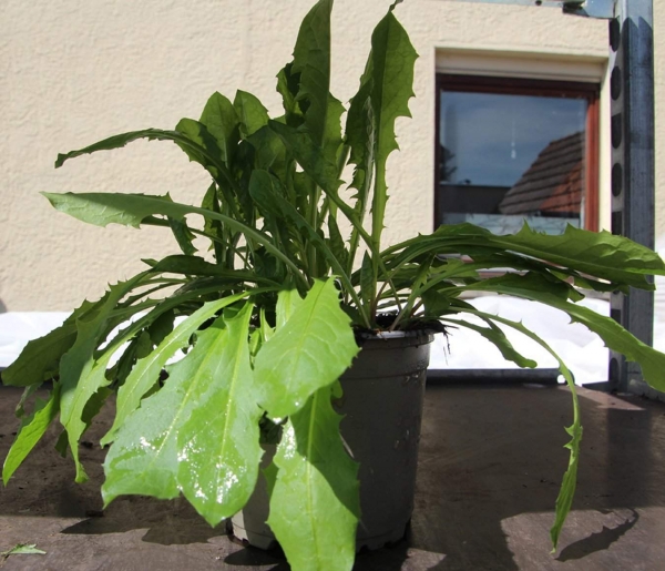 BioTopf Kräuter: Löwenzahn im 12cm Topf