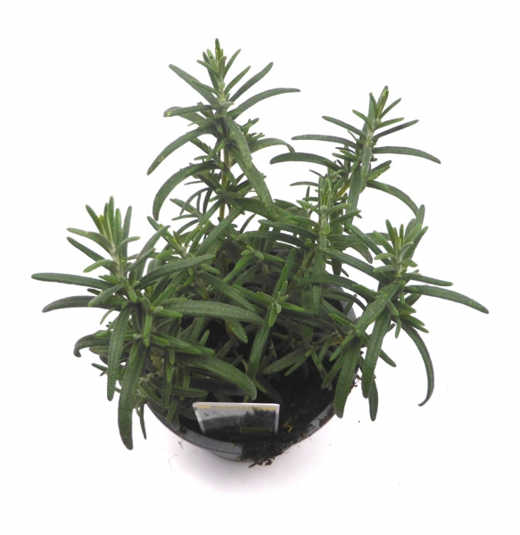 BioTopf Kräuter: Rosmarin im 12er Topf