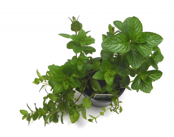 BioTopf Kräuter: Sparemint - Krausminze im 12er Topf