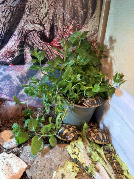 BioTopf Kräuter: Sparemint - Krausminze im 12er Topf