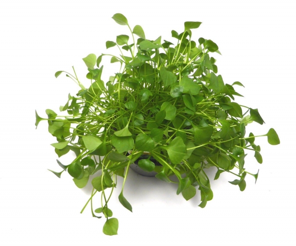 BioTopf Kräuter: Winterpostelein - Portulak im 12er Topf