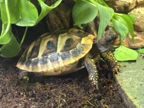 BioTopf Kräuter: Winterpostelein - Portulak im 12er Topf